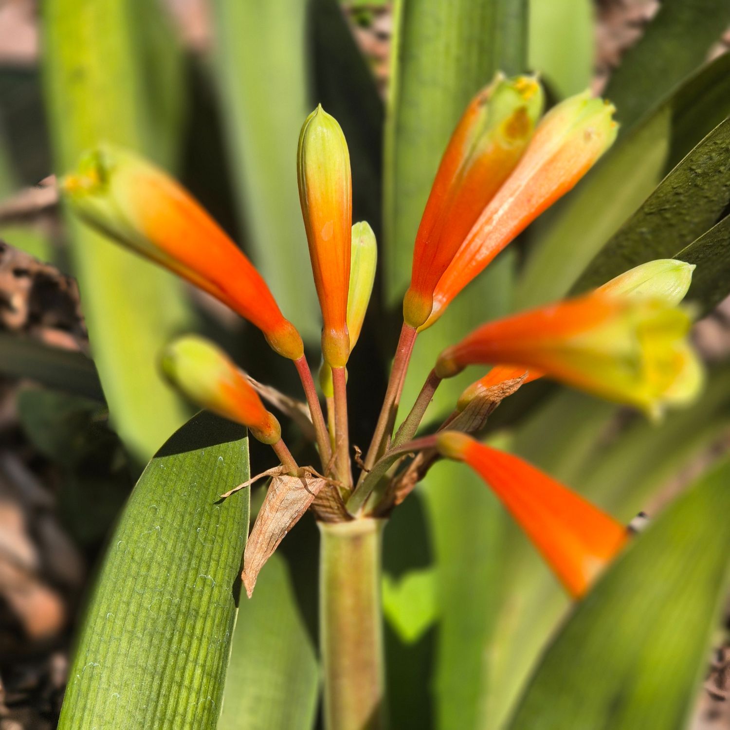 Clivia Interspecific green skirts Clivia Interspecific green skirts