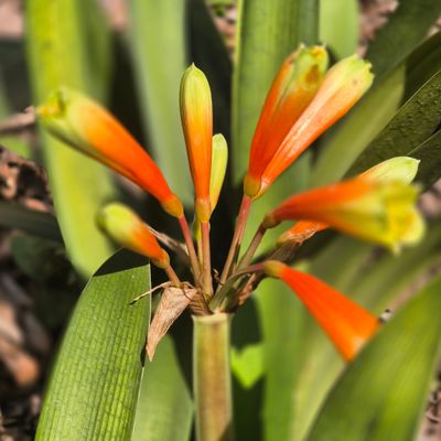 Clivia Interspecific green skirts Clivia Interspecific green skirts