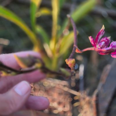 Oncidium catatante