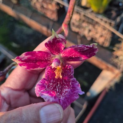 Oncidium catatante Oncidium catatante