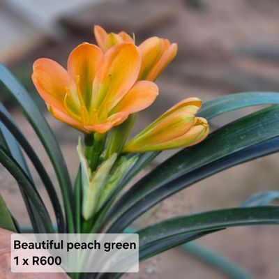 Clivia peach with green stripes