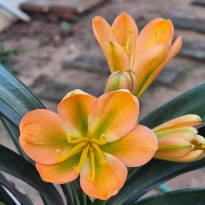 Clivia peach with green stripes