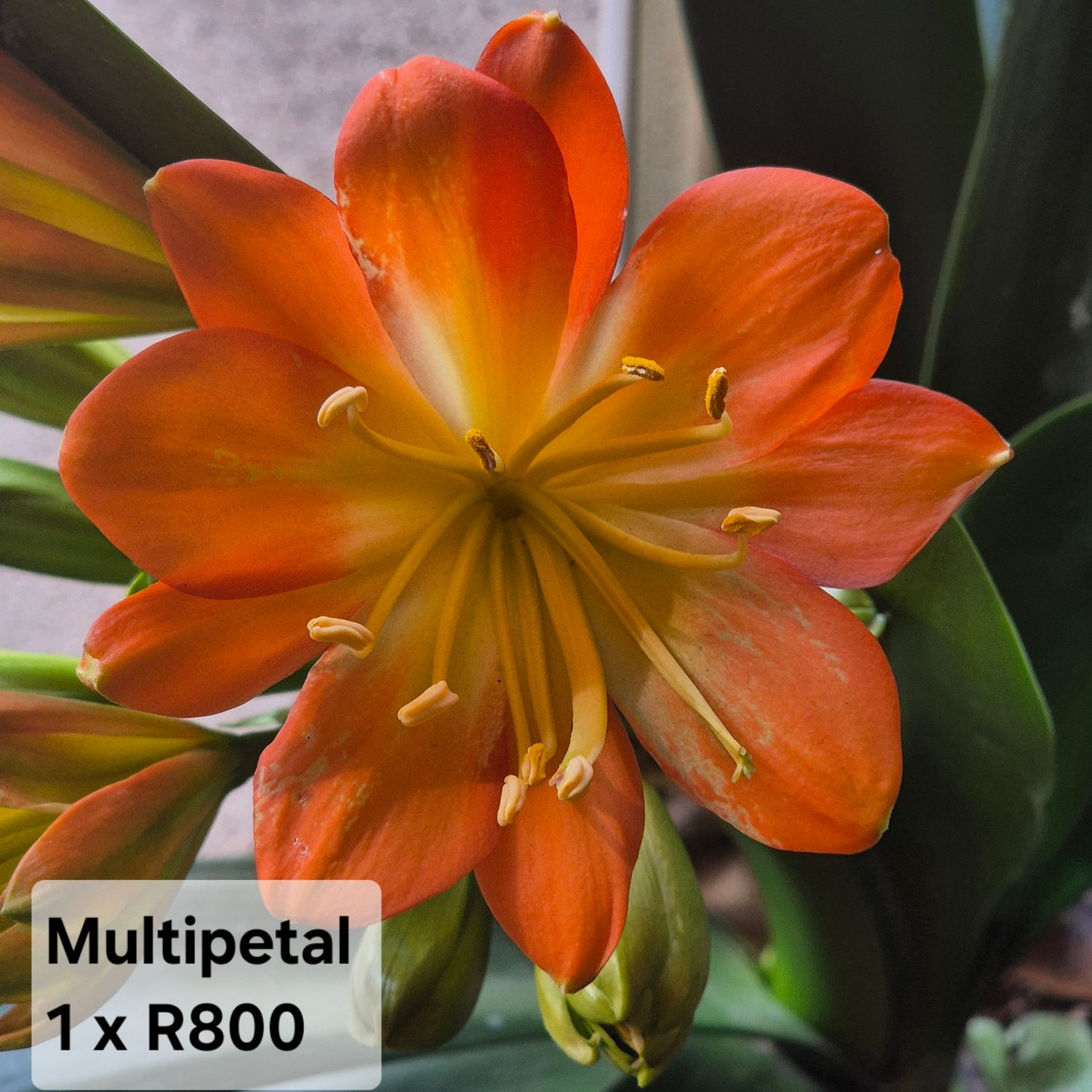 Clivia multipetal