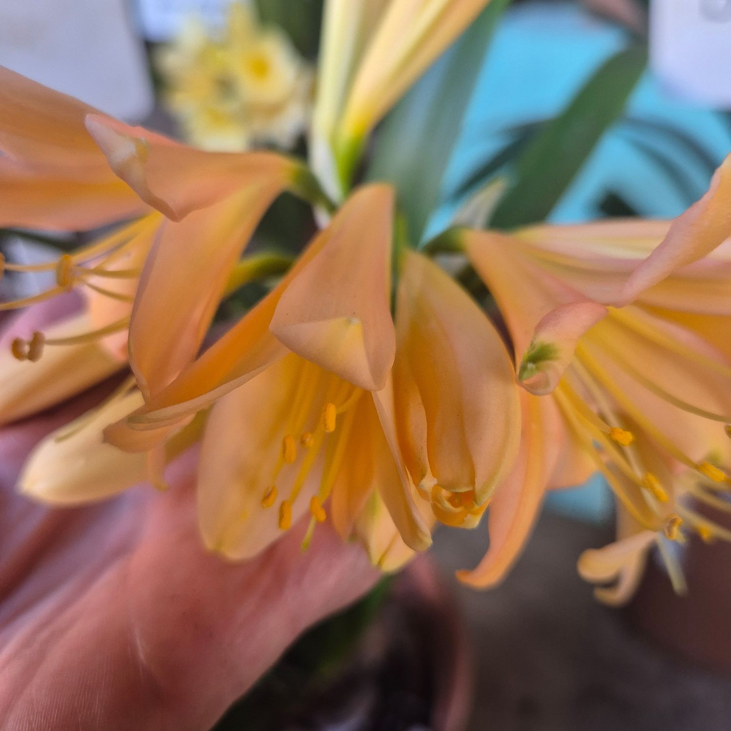 Clivia pink