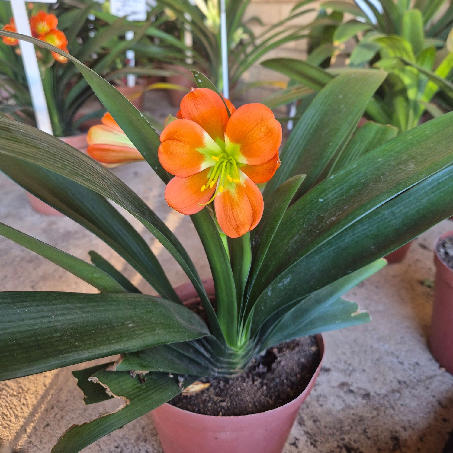 Clivia huge bronze green center Clivia huge bronze green center