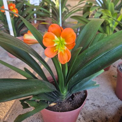 Clivia huge bronze green center Clivia huge bronze green center
