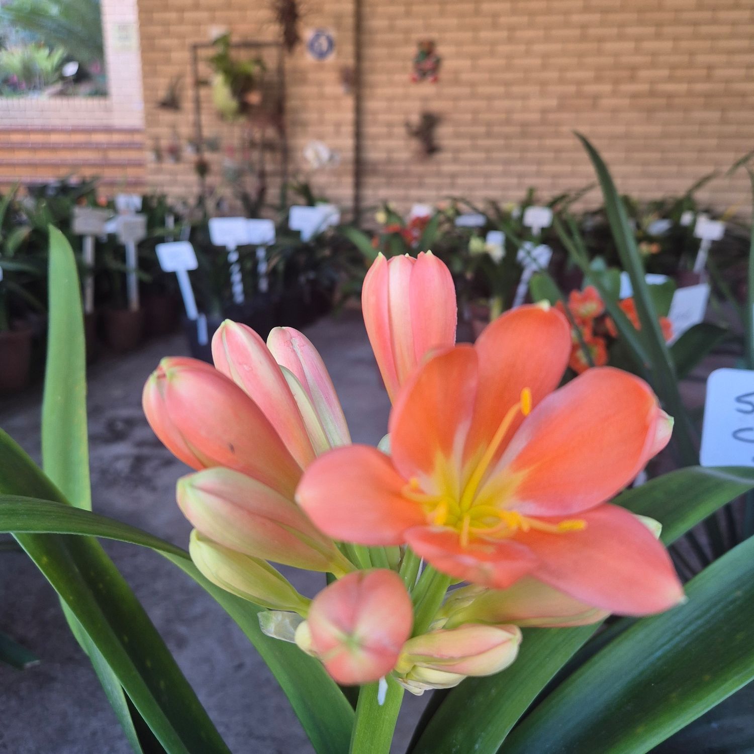 Clivia Tanja pink Clivia Tanja pink