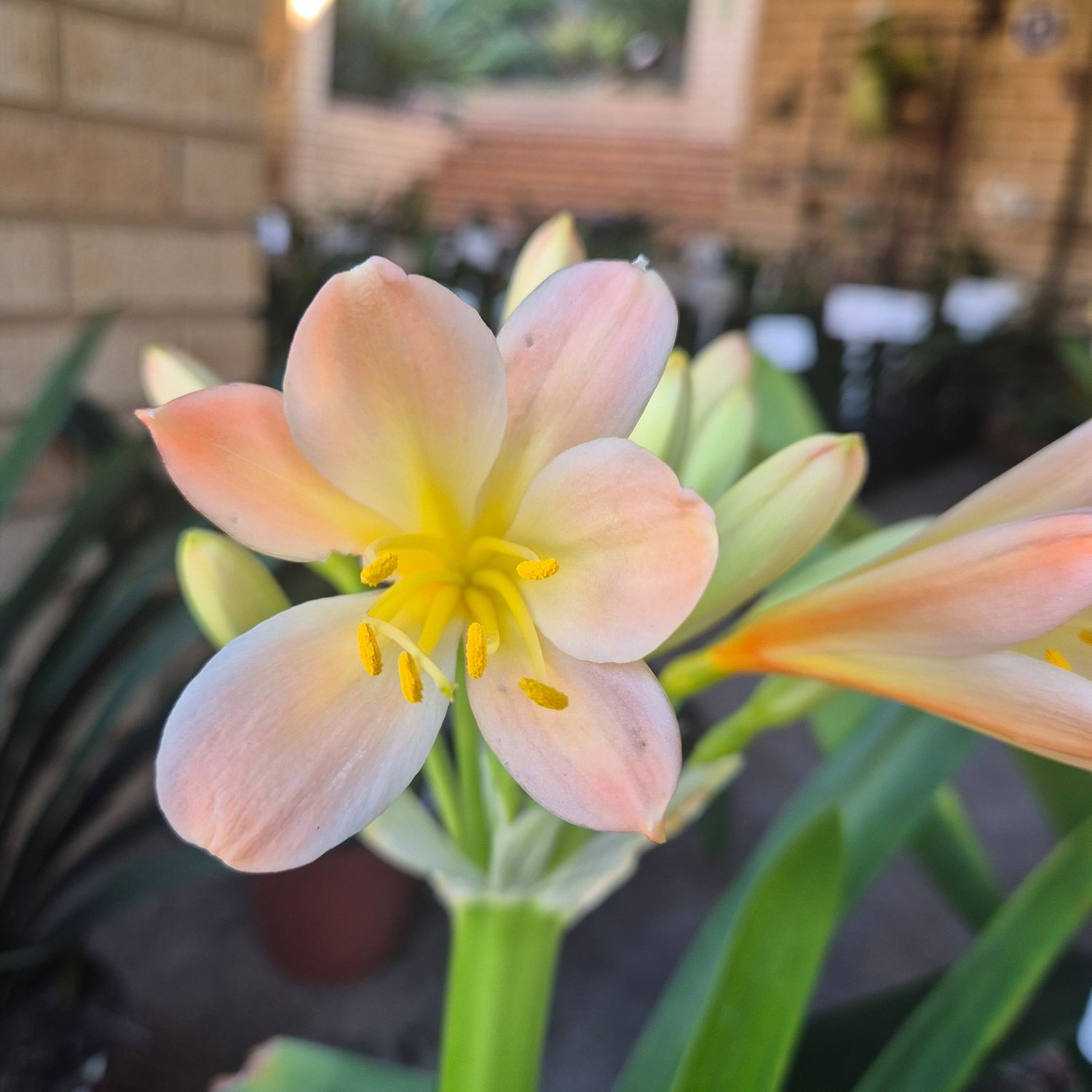 Clivia Aurea x Aurea x yellow x PINK Clivia Aurea x Aurea x yellow x PINK