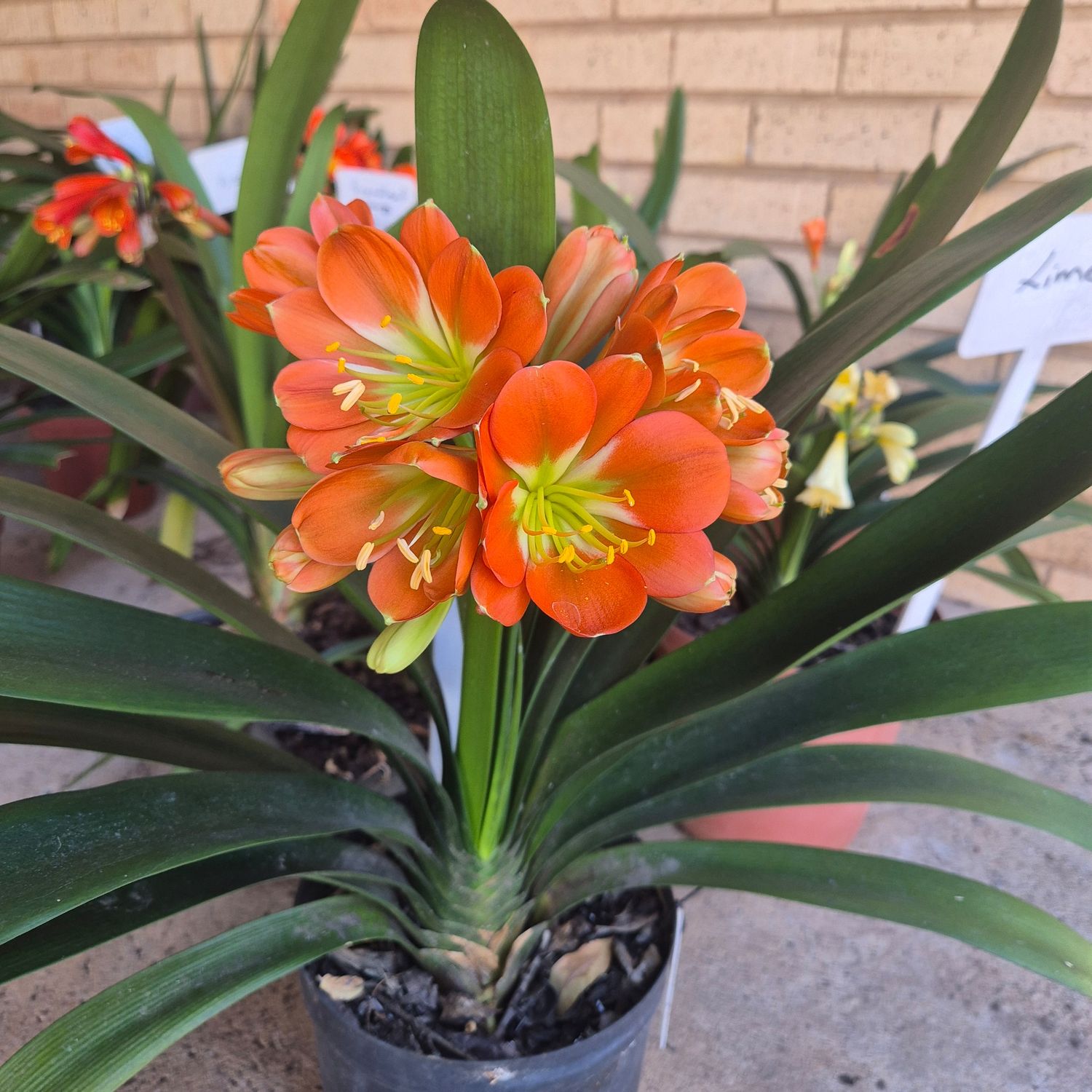 Clivia huge orange multipetal Clivia huge orange multipetal