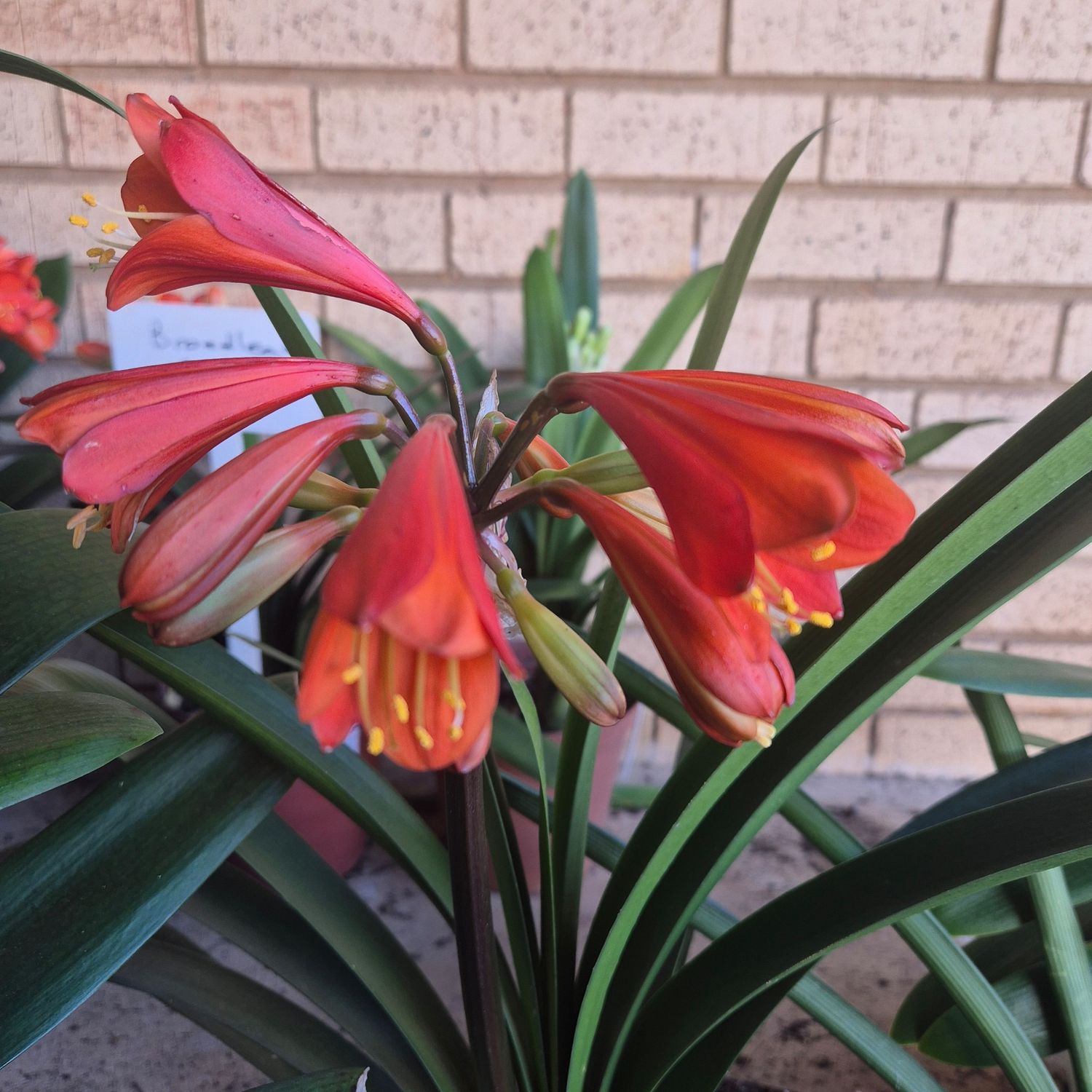 Clivia Bronze interspecific