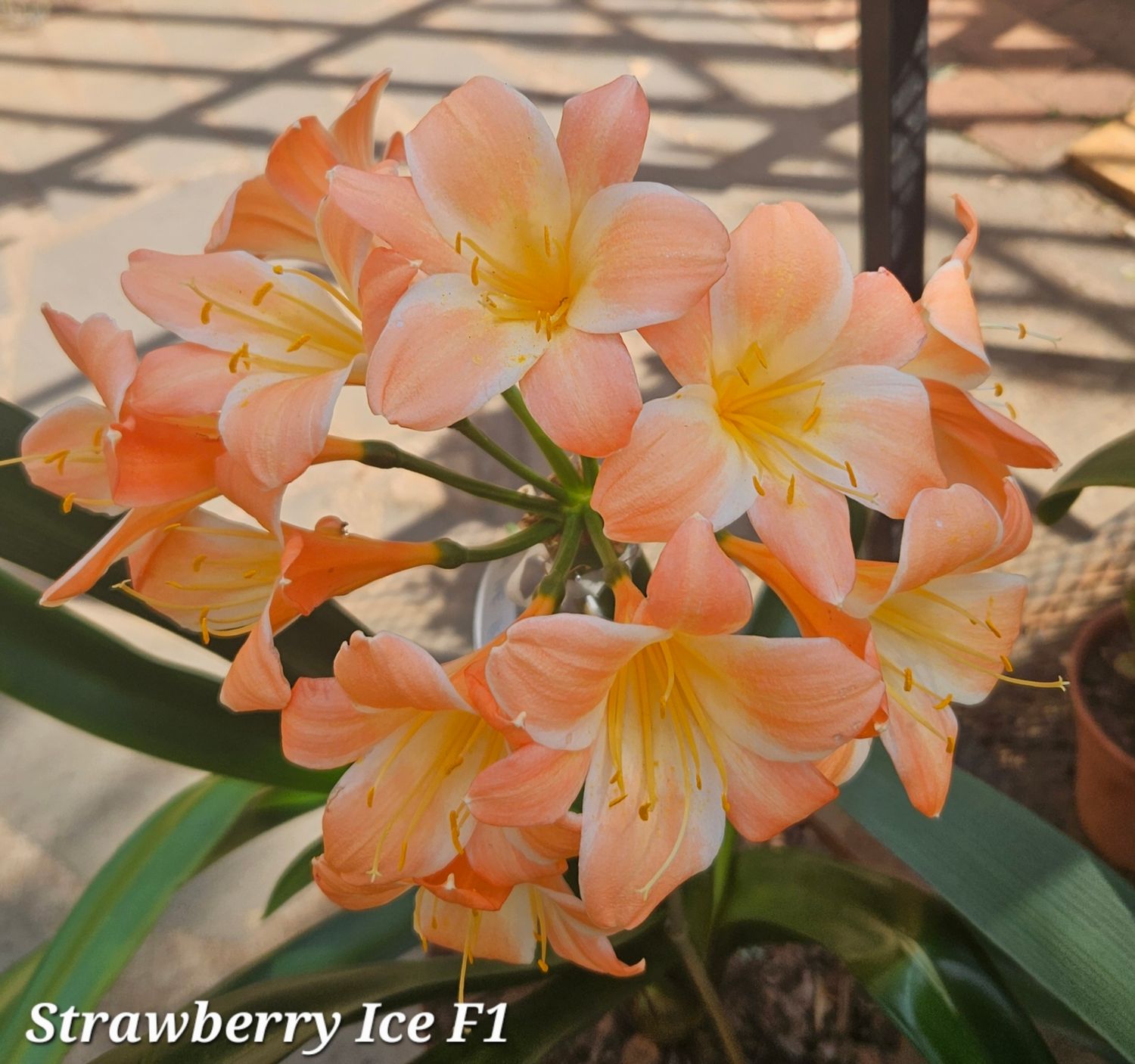 SEED (Strawberry Ice F1) x self (1pack=3seeds) SEED (Strawberry Ice F1) x self (1pack=3seeds)