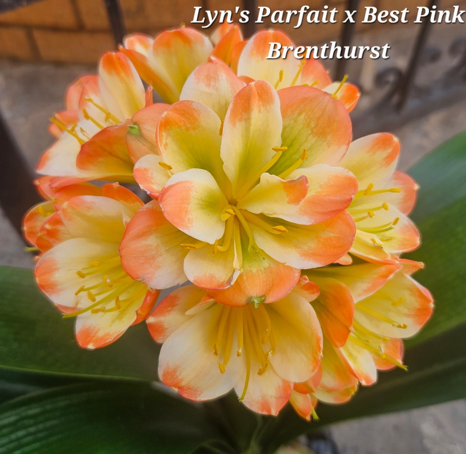 SEED (Lyn's Parfait x Best Pink Brenthurst) x self (1pack=3seeds) SEED (Lyn's Parfait x Best Pink Brenthurst) x self (1pack=3seeds)