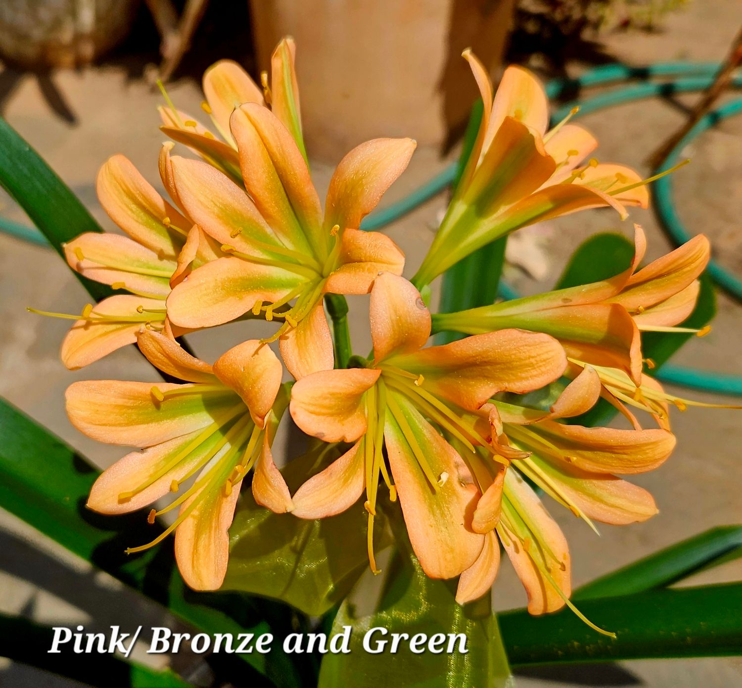 SEED (Pink Bronze and Green) x self (1 seed) SEED (Pink Bronze and Green) x self (1 seed)
