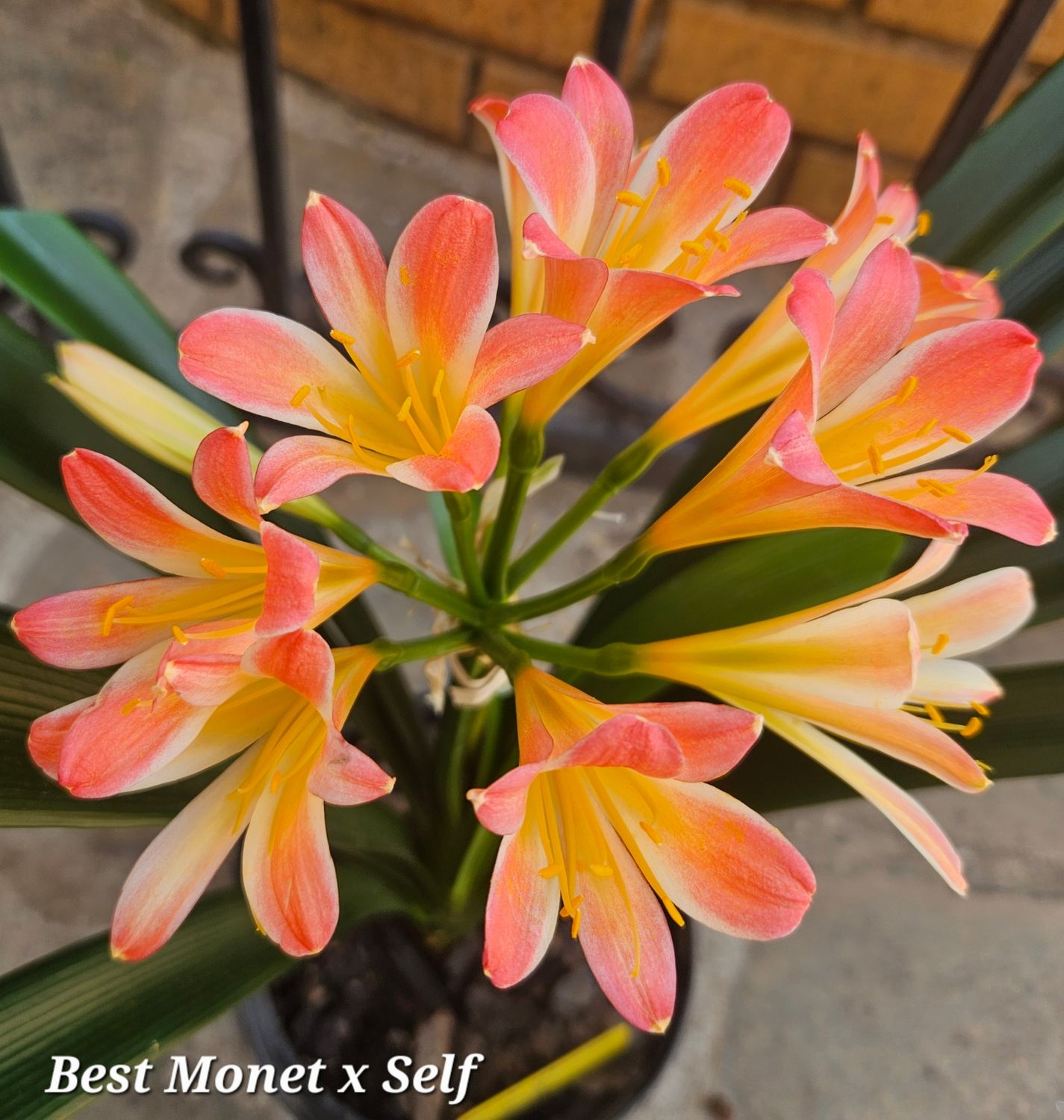 SEED Best Monet x Self (1pack=3seeds)