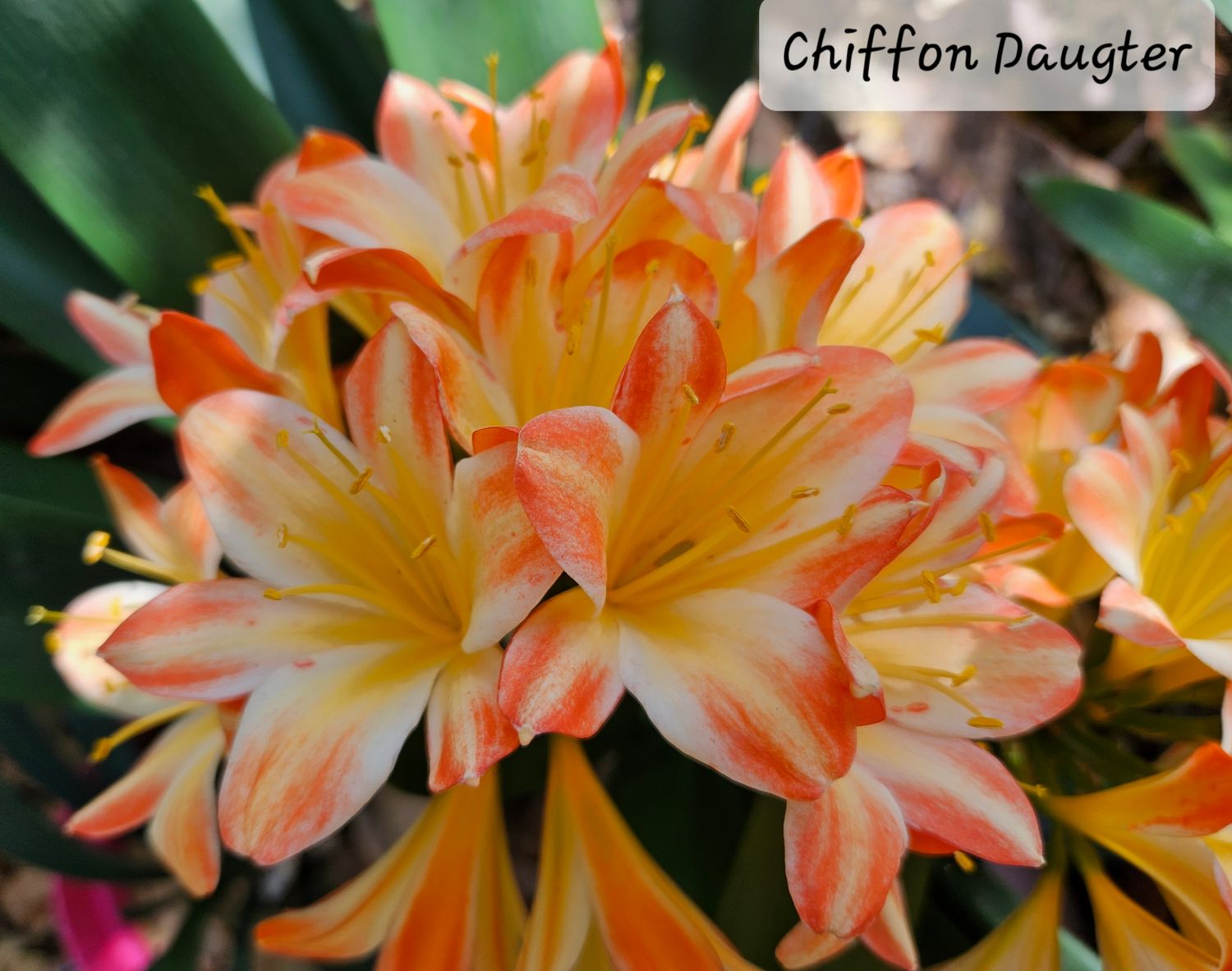 Clivia Chiffon Daugter Offset T Clivia Chiffon Daugter Offset T
