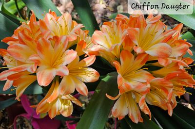 Clivia Chiffon Daugter Offset T