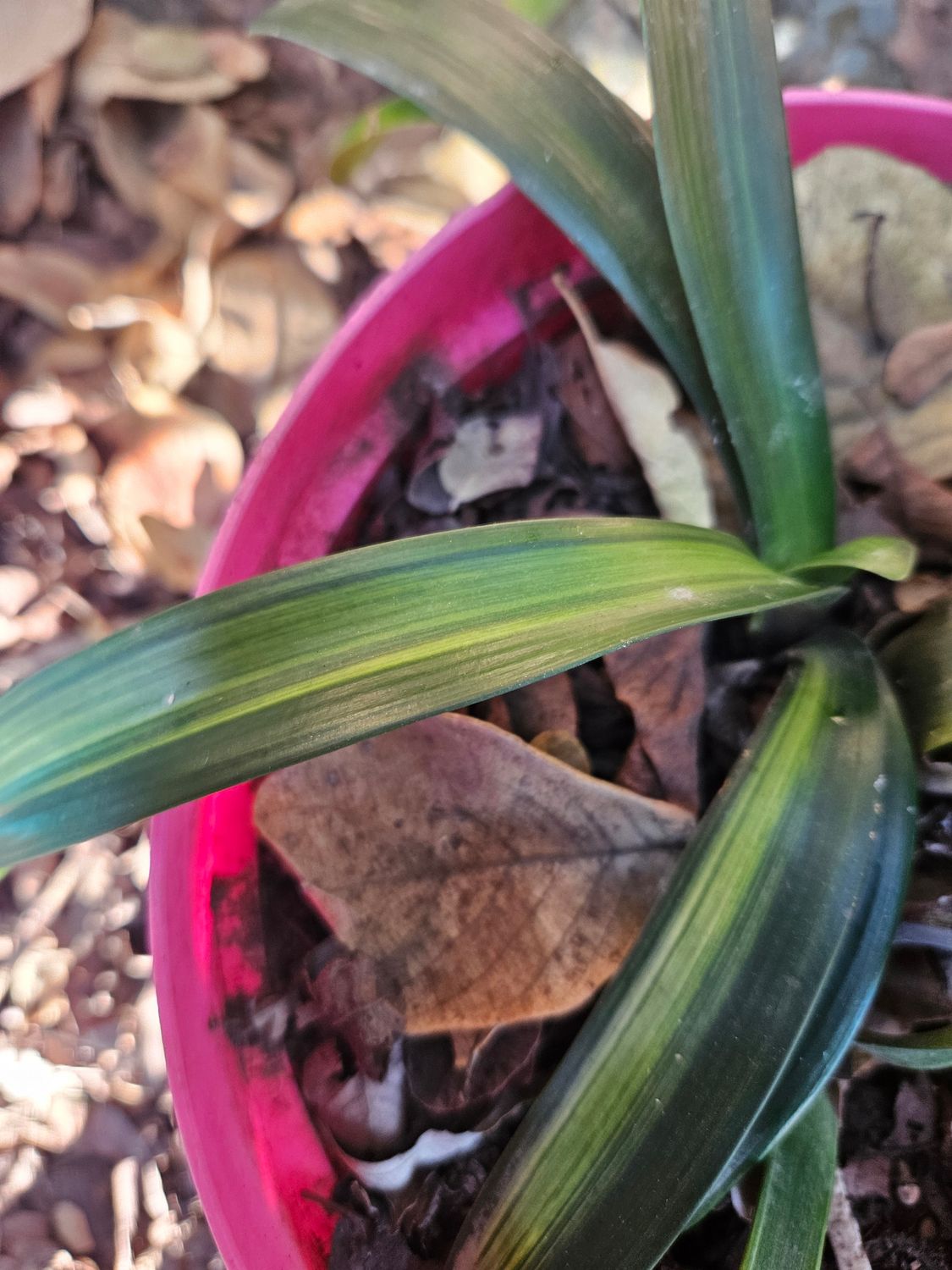 Clivia Variegated Seedling T Clivia Variegated Seedling T