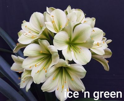 Clivia Ice n Green Offset T