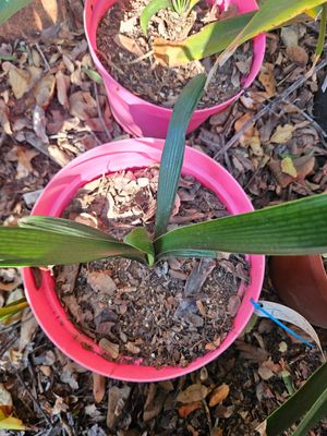 Clivia Ice n Green Offset T