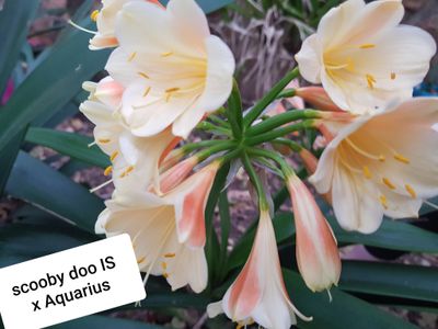 Clivia Scooby Doo I/S x Aquarius Offset T