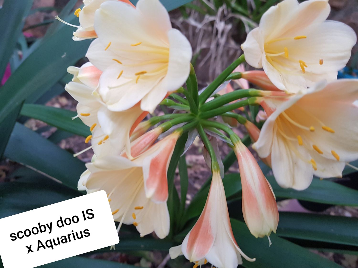Clivia Scooby Doo I/S x Aquarius Offset T