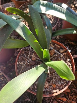 Clivia Scooby Doo I/S x Aquarius Offset T