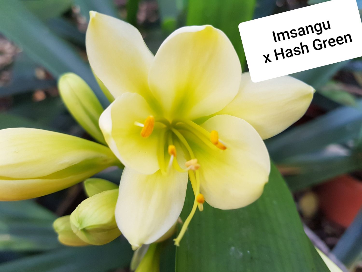 Imshangu x Hash Green Seedling T Imshangu x Hash Green Seedling T