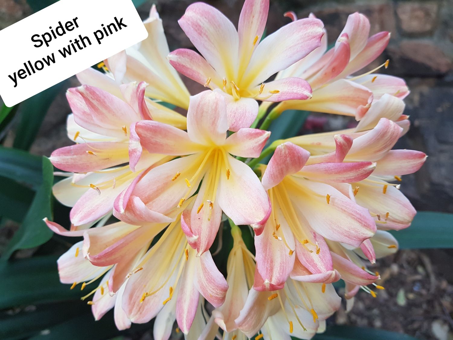 Clivia Spider Offset T Clivia Spider Offset T