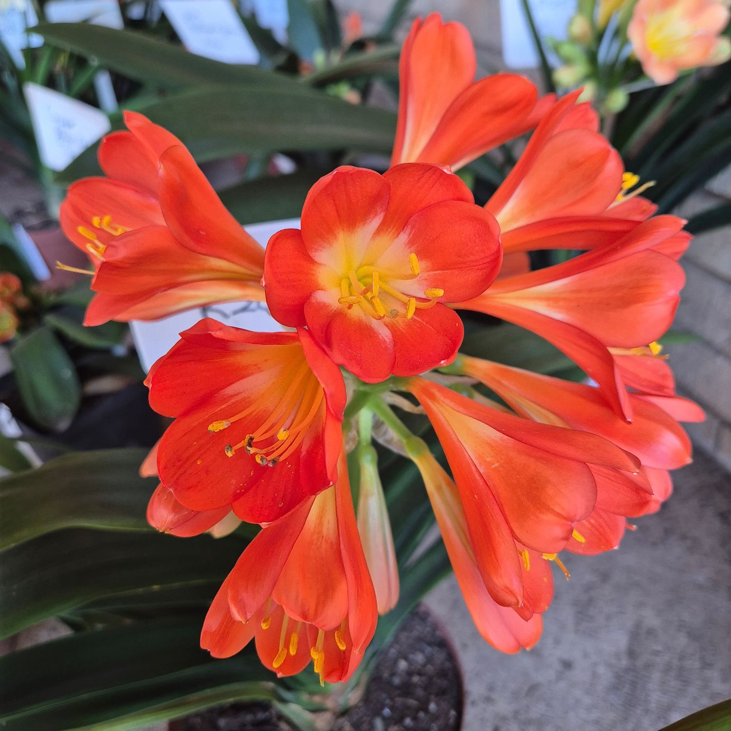 Clivia apricot Clivia apricot