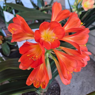 Clivia apricot Clivia apricot