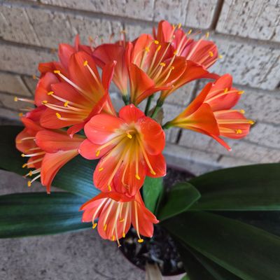 Clivia apricot