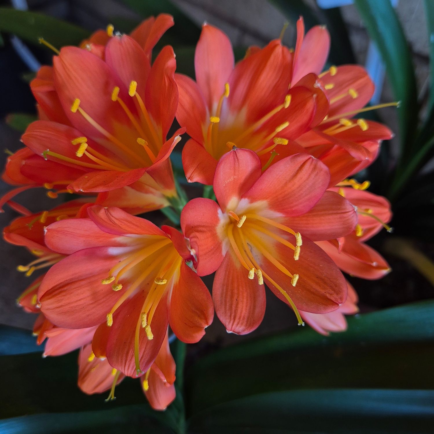 Clivia Bellerina Clivia Bellerina