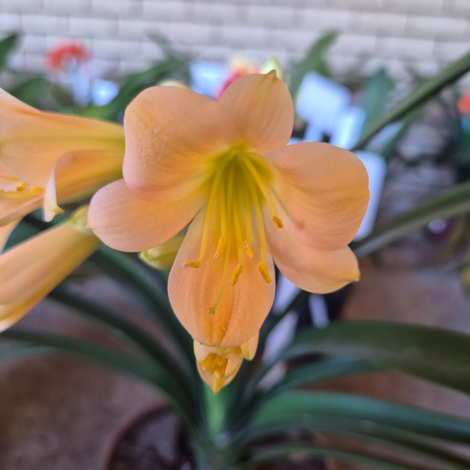 Clivia Potties Peach