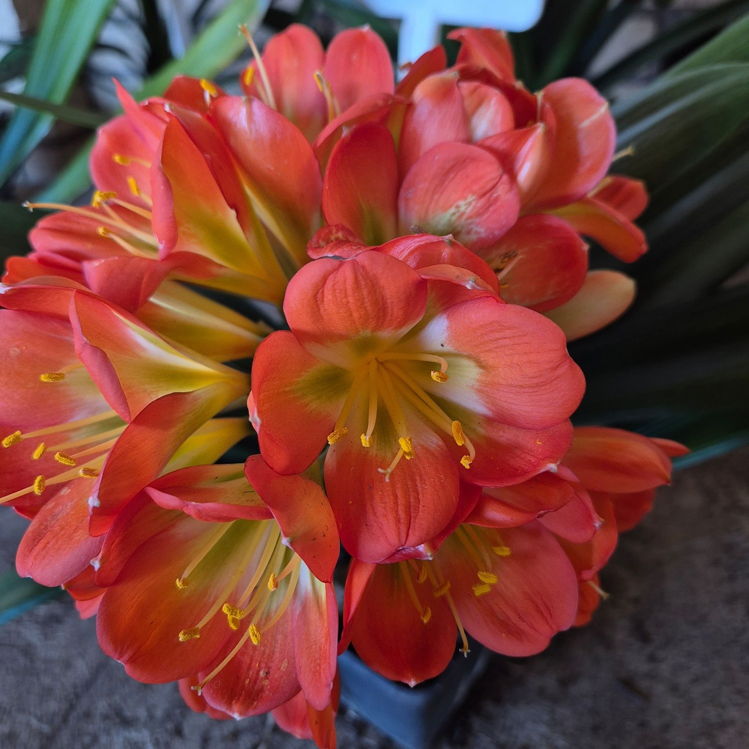 Clivia crown prince