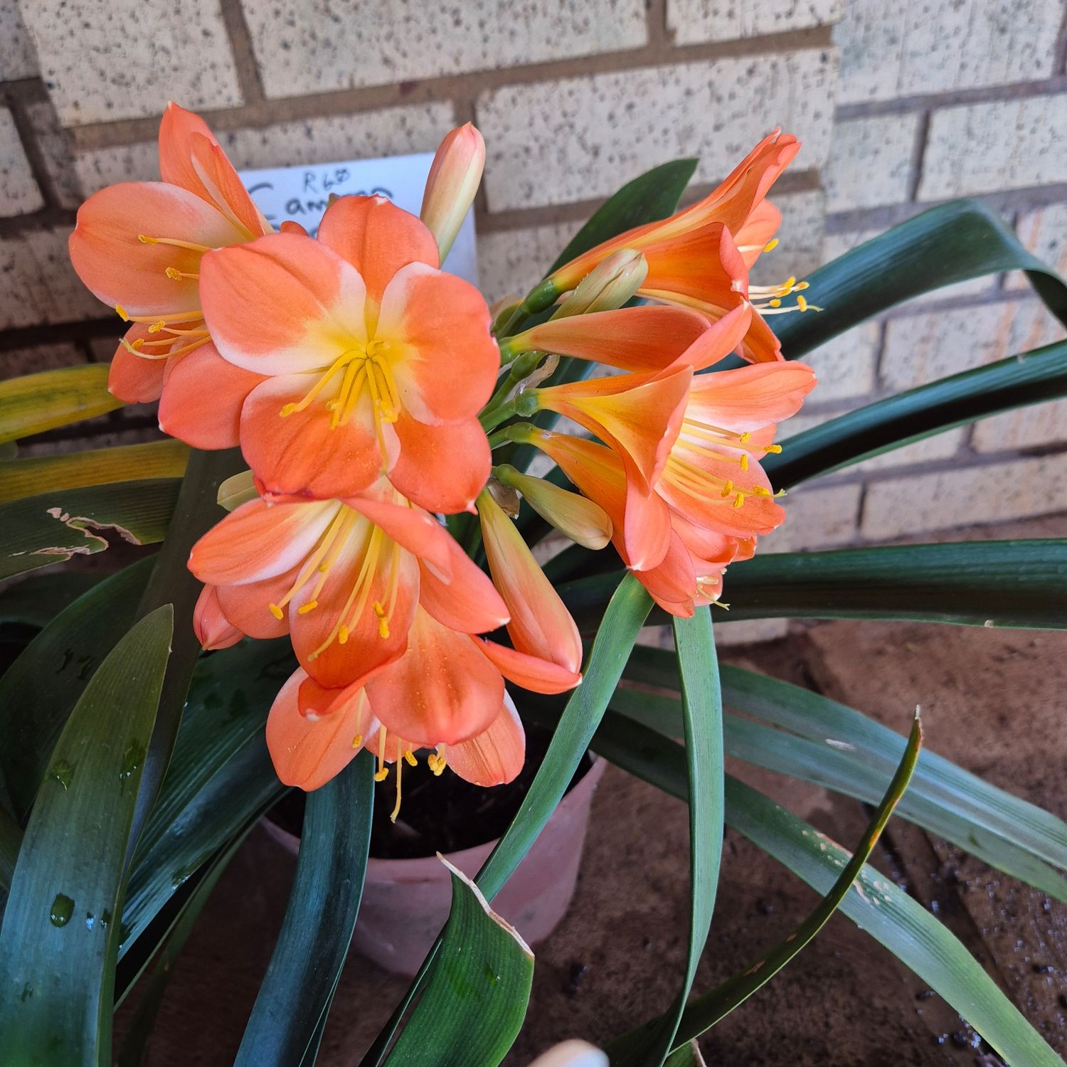 Clivia cameron apricot x swellendam yellow Clivia cameron apricot x swellendam yellow
