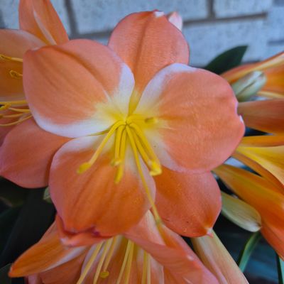 Clivia cameron apricot x swellendam yellow