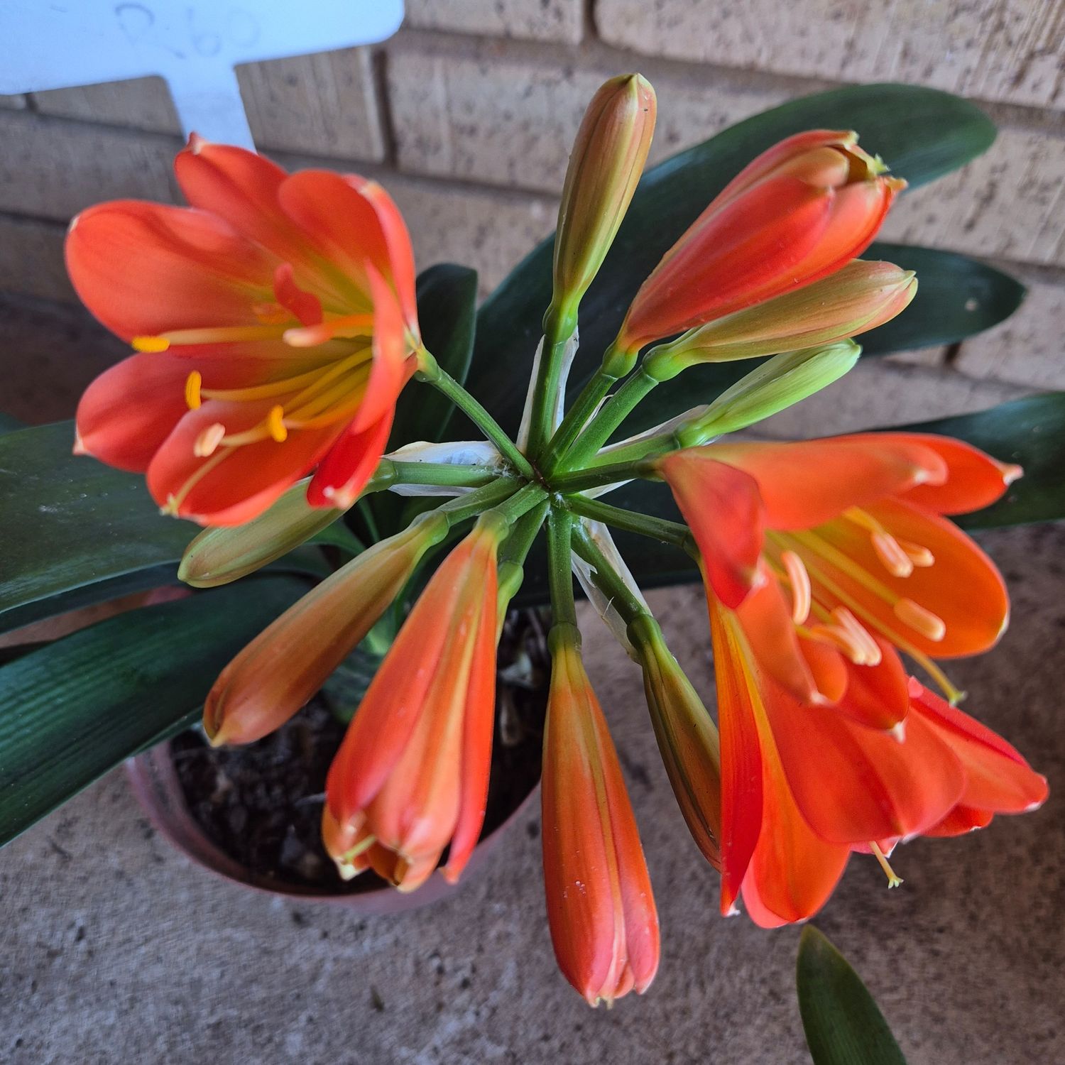 Clivia orange multipetal Clivia orange multipetal