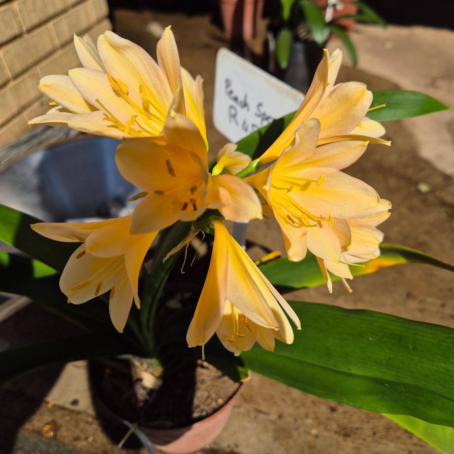 Clivia peach special