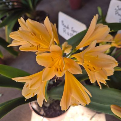 Clivia peach special