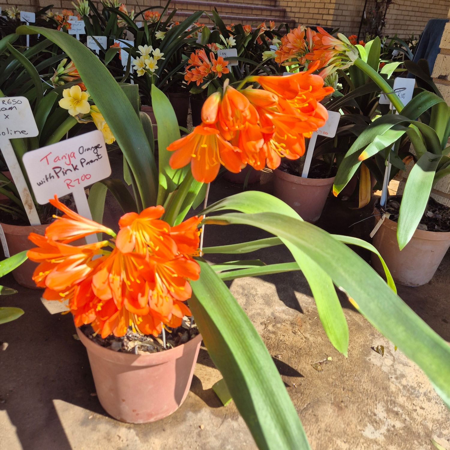 Clivia orange with pink parent Clivia orange with pink parent