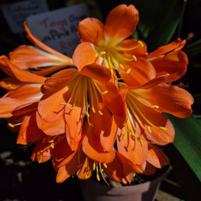 Clivia orange with pink parent