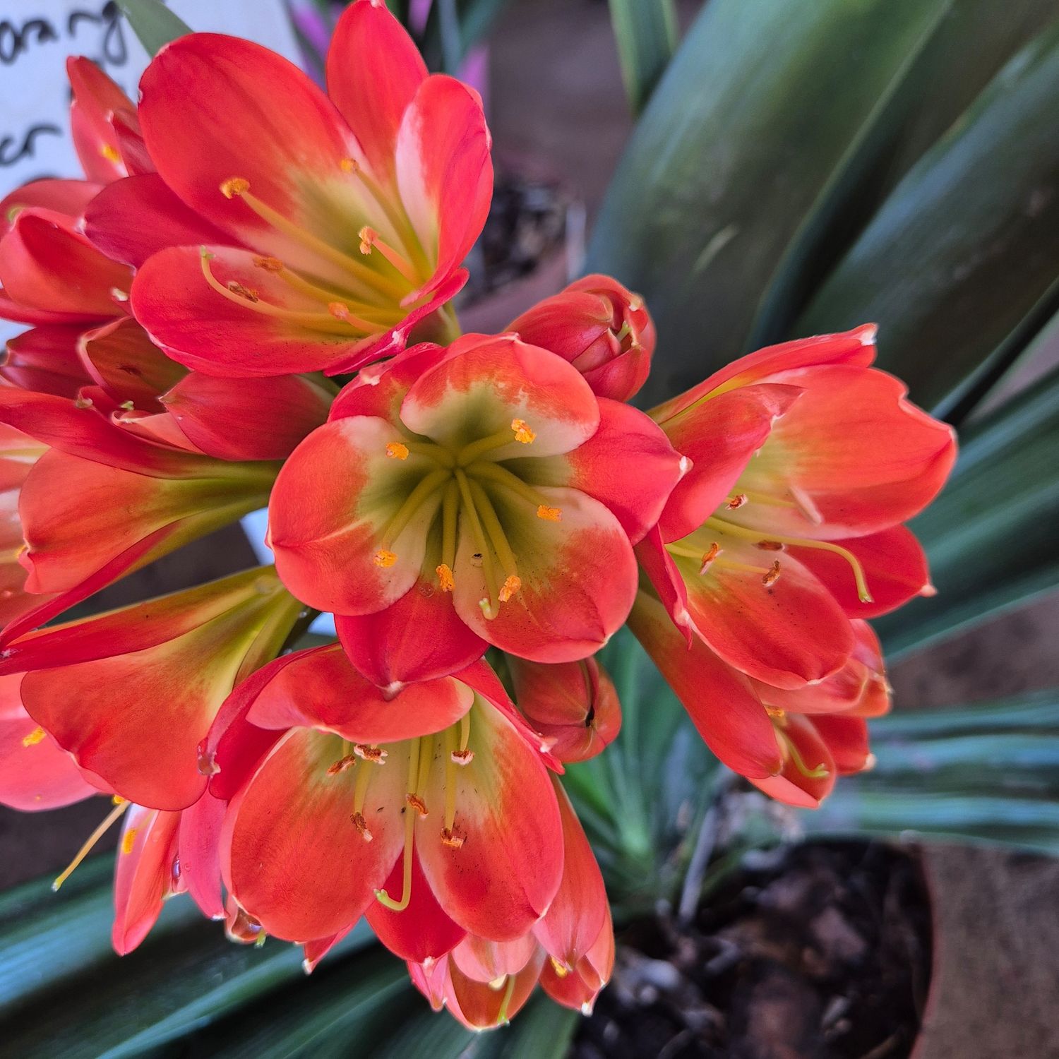 Clivia orange/red green center Clivia orange/red green center