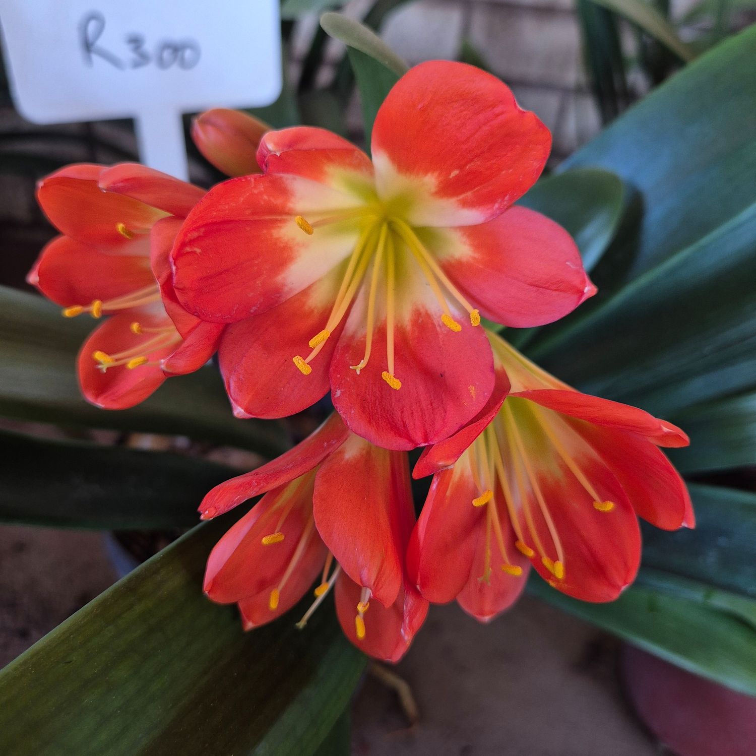 Clivia apricot with swellendam yellow Clivia apricot with swellendam yellow