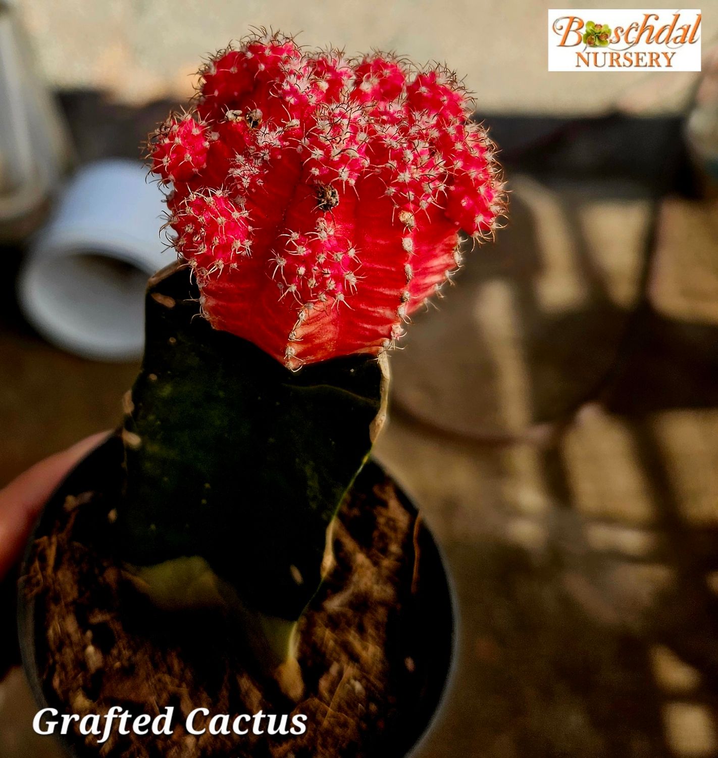 Grafted Cactus Grafted Cactus