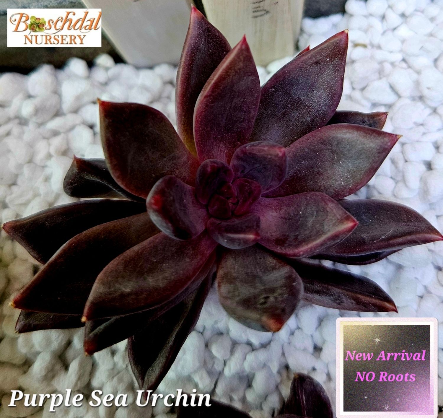 Echeveria Purple Sea Urchin - NEW NO ROOTS