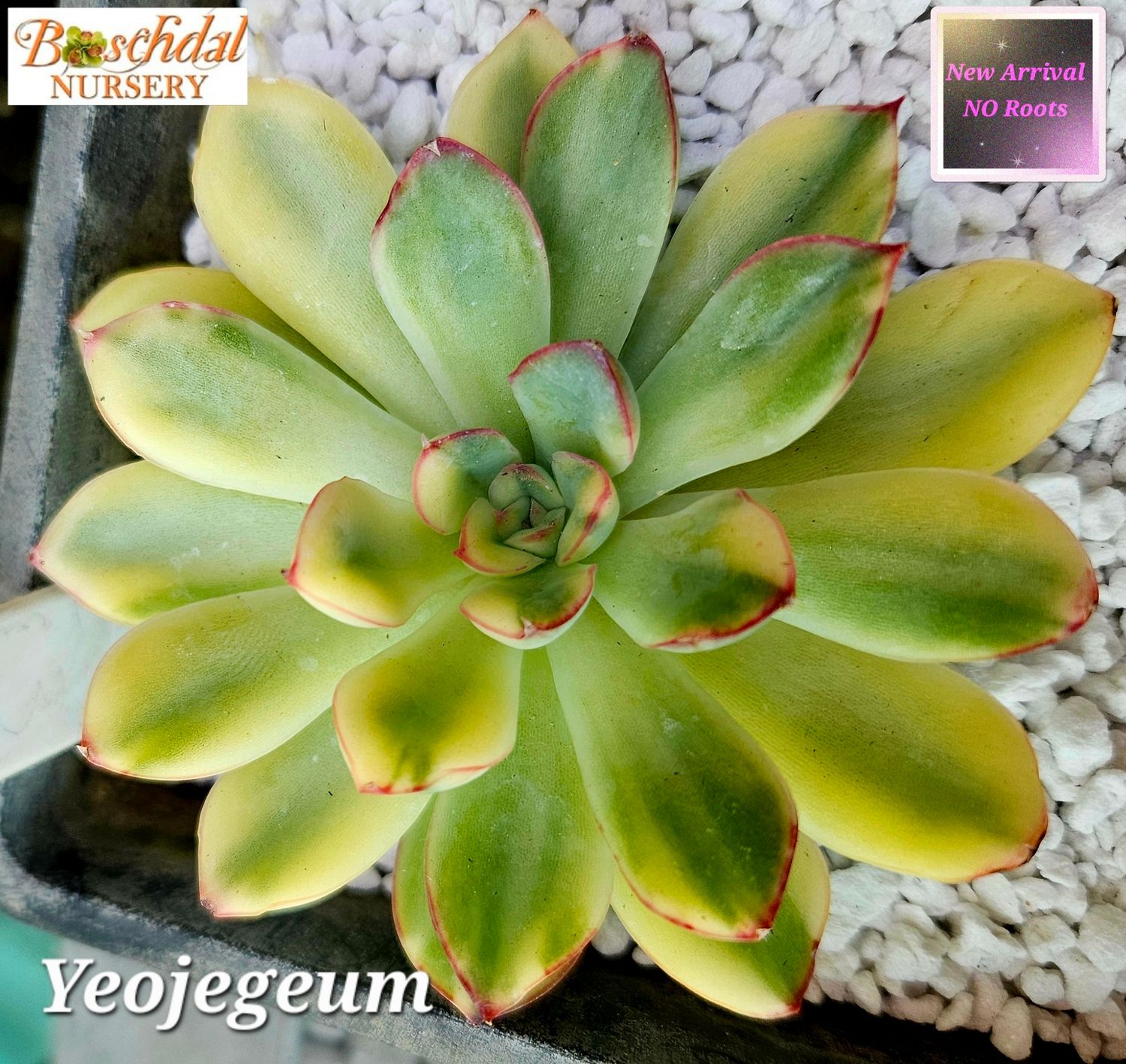 Echeveria Yeojegeum -NEW NO ROOTS