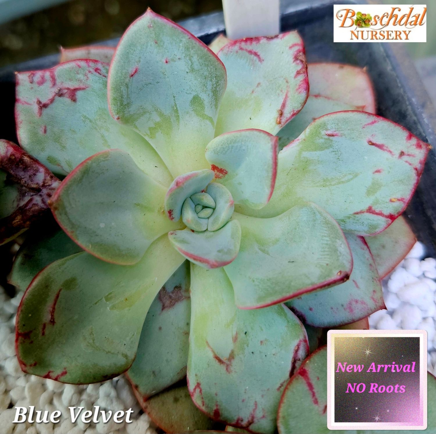 Echeveria Blue Velvet -NEW NO ROOTS Echeveria Blue Velvet -NEW NO ROOTS