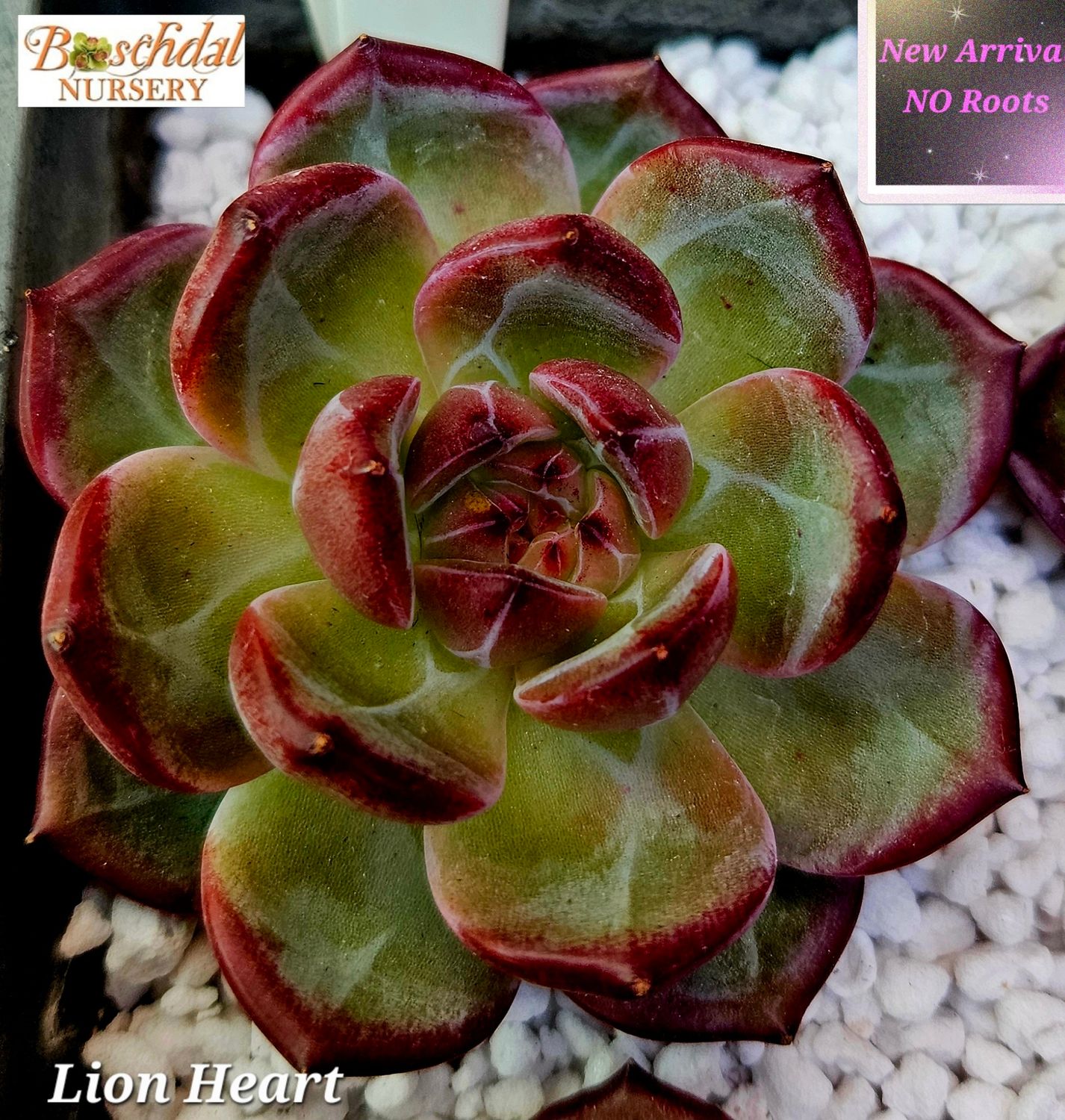 Echeveria Lion Heart -NEW NO ROOTS