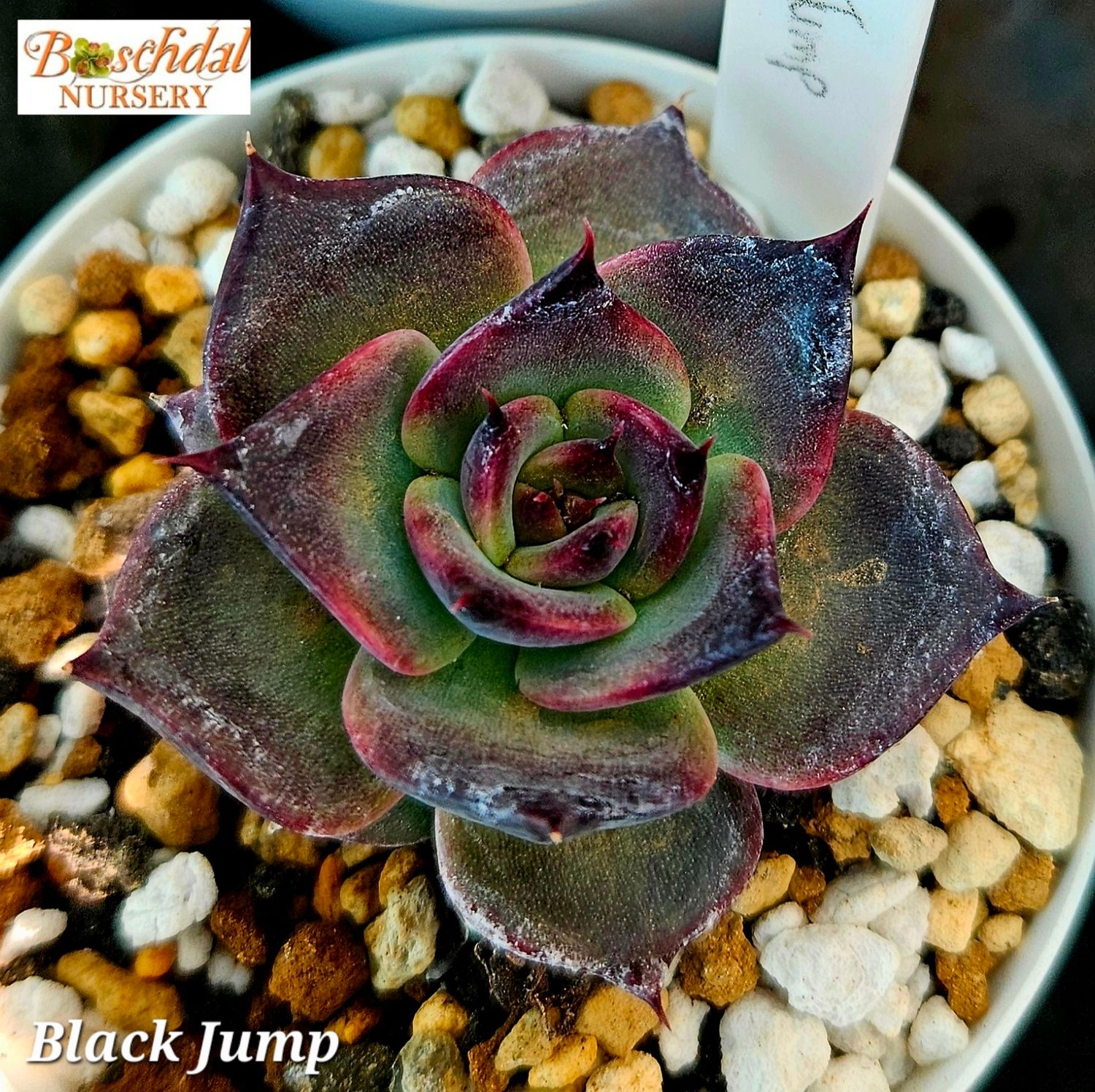 Echeveria Black Jump Echeveria Black Jump