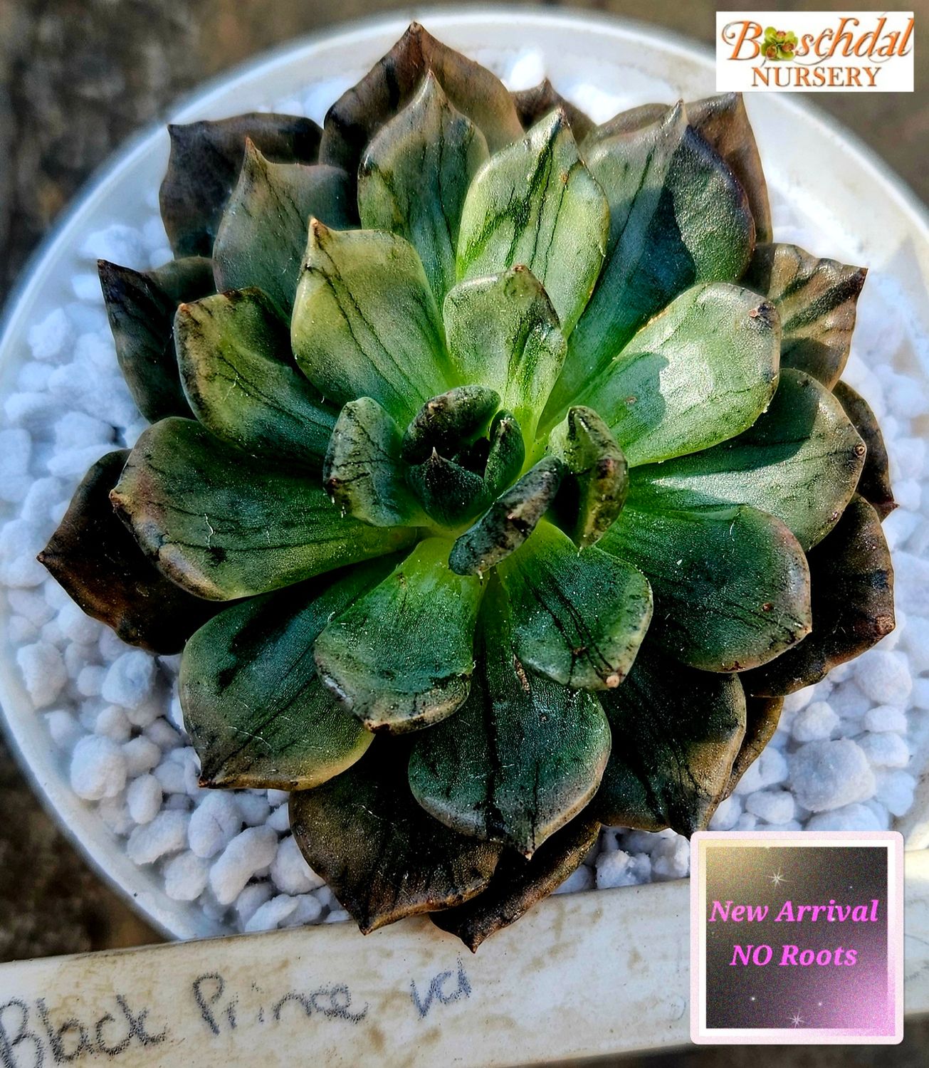 Echeveria Black Prince Variegated -NEW NO ROOTS